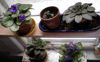 Our African Violets in better days.jpg